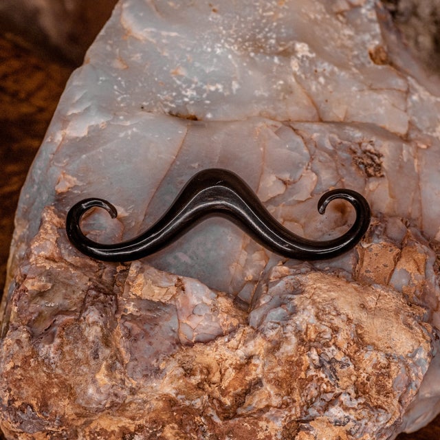 Septum-Horn