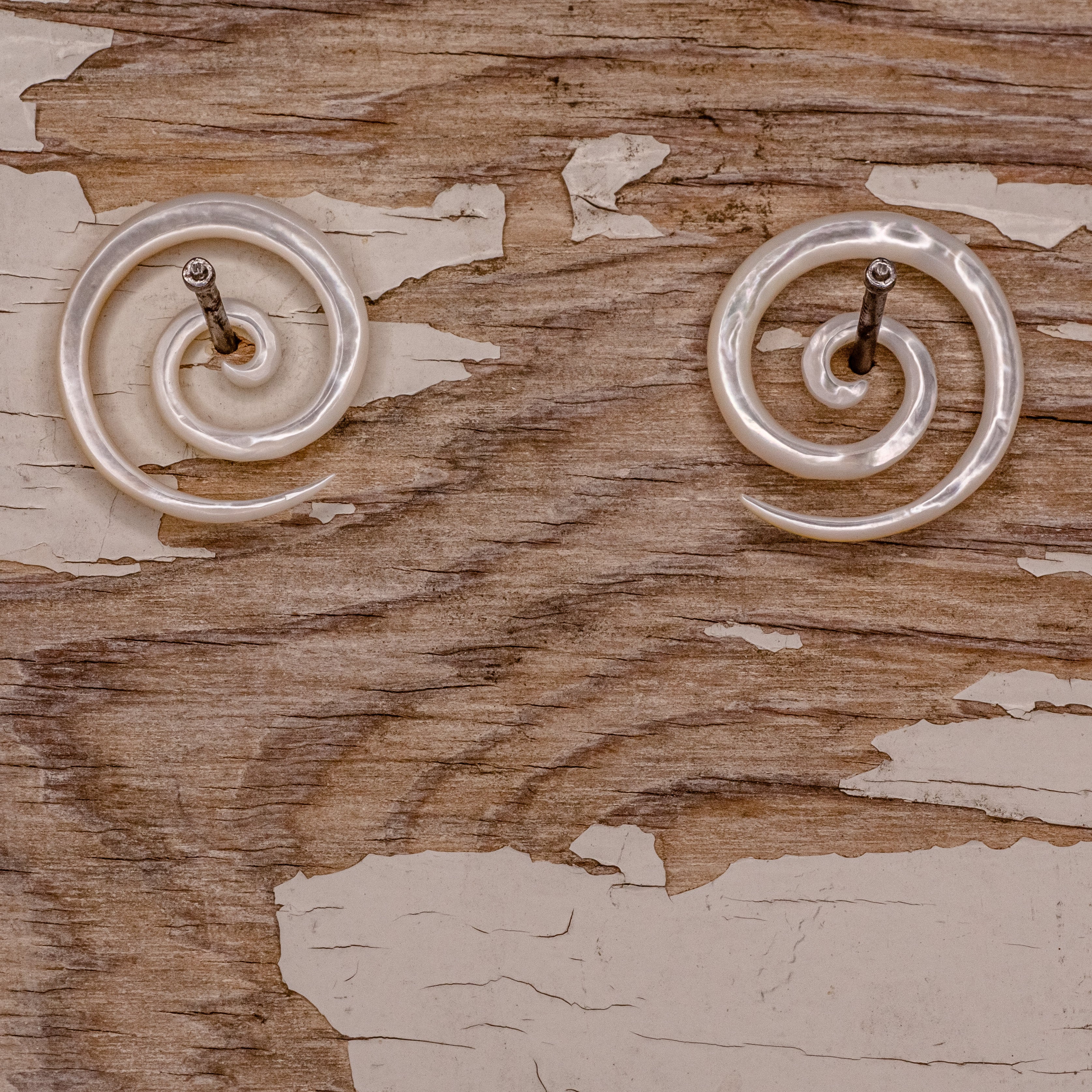 Shell Spirals- 4g
