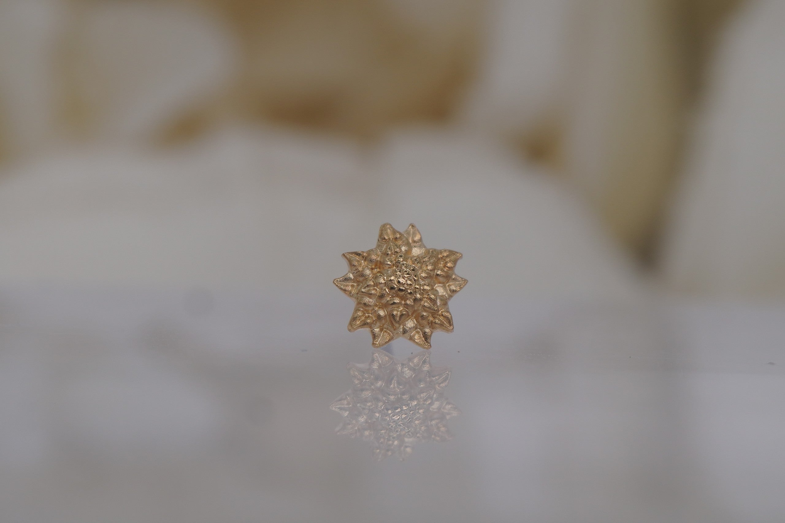 Poinsetta
