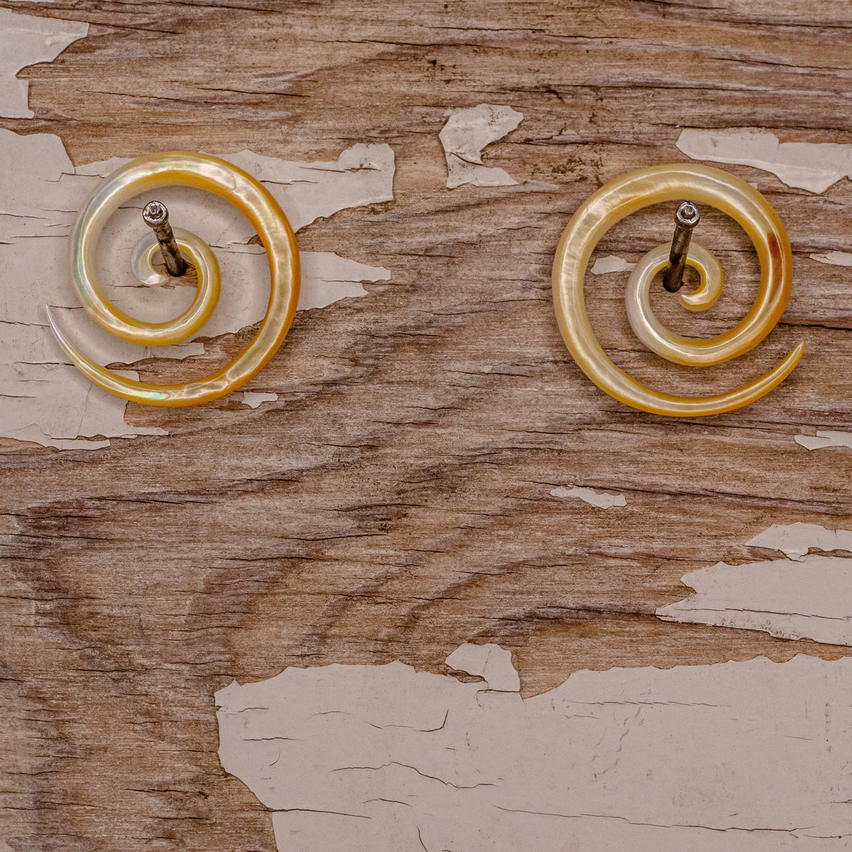 Shell Spirals- 4g
